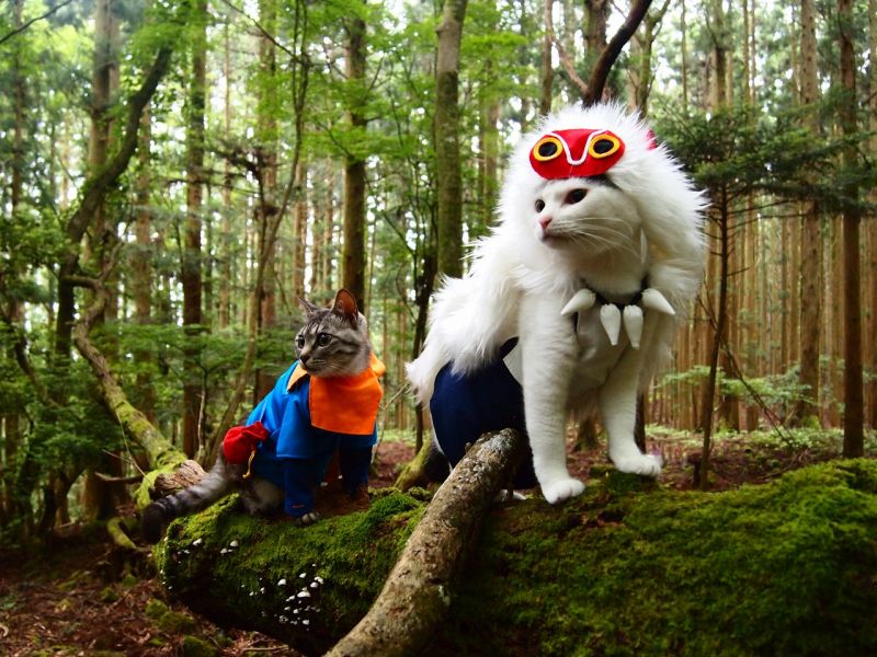 mèo Cosplay theo truyện Princess Monoke